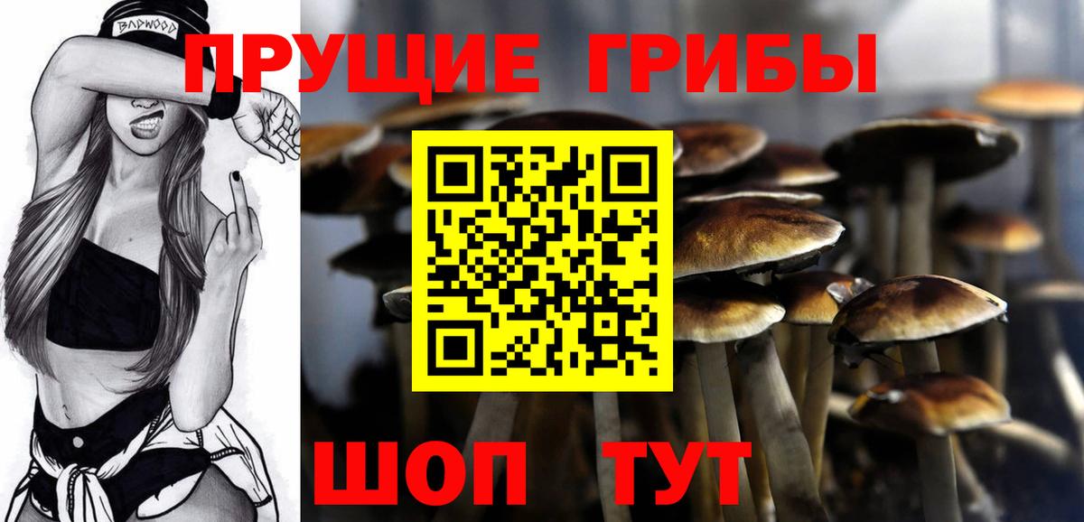 Галлюциногенные грибы прущие грибы  Выборг  Галлюциногенные грибы GOLDEN TEACHER 